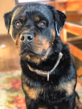 Rodinný pes, člen rodiny